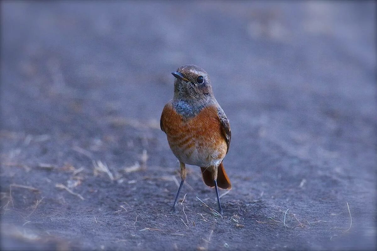 Птицы омской области фото и названия Eurasian Redstart (Phoenicurus phoenicurus). Birds of Siberia.