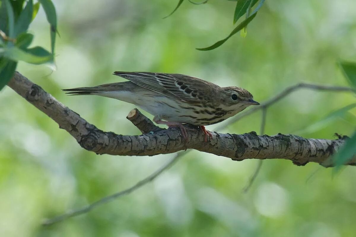 Птицы омской области фото и названия Tree Pipit (Anthus trivialis). Birds of Siberia.