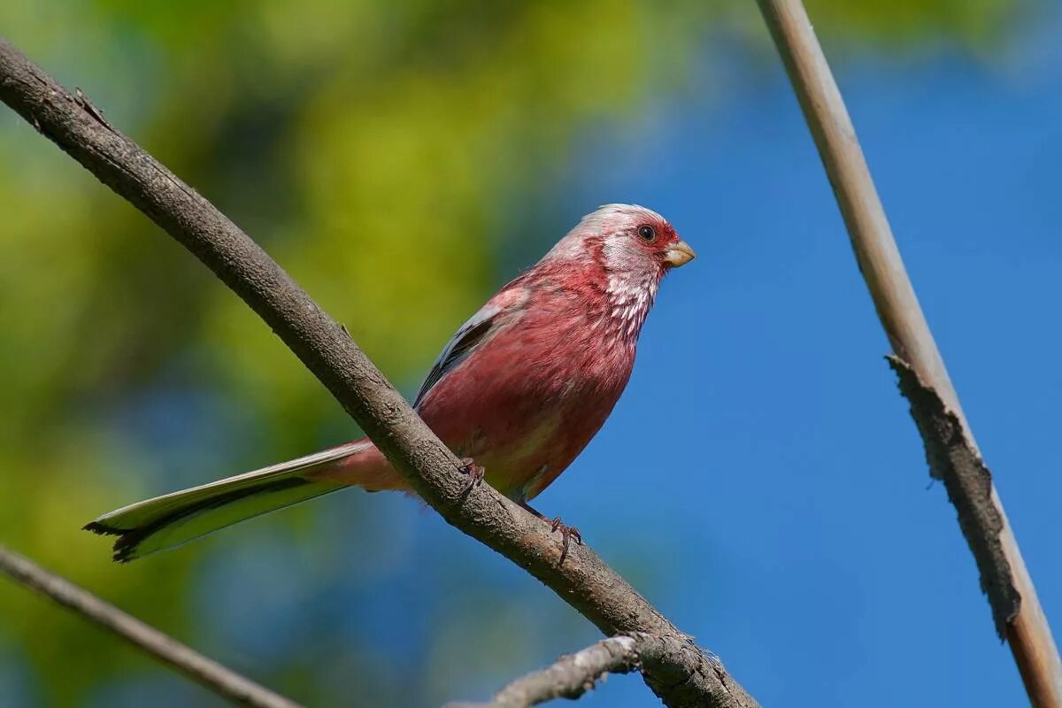 Птицы омской области фото и названия Long-tailed Rosefinch (Uragus sibiricus). Birds of Siberia.