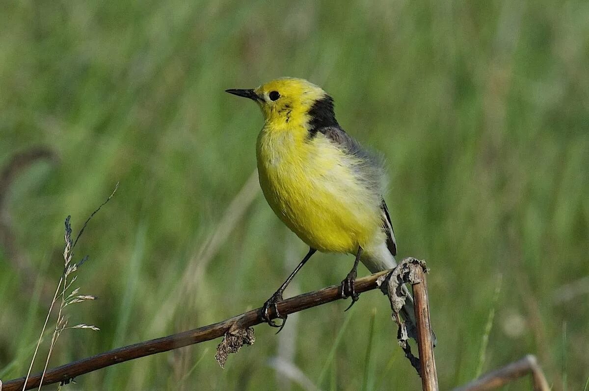 Птицы омской области фото и названия Citrine Wagtail (Motacilla citreola). Birds of Siberia.