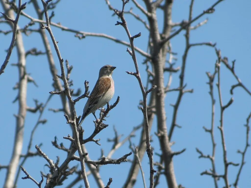 Птицы оренбурга фото Птицы Оренбурга / The birds of Orenburg Flickr