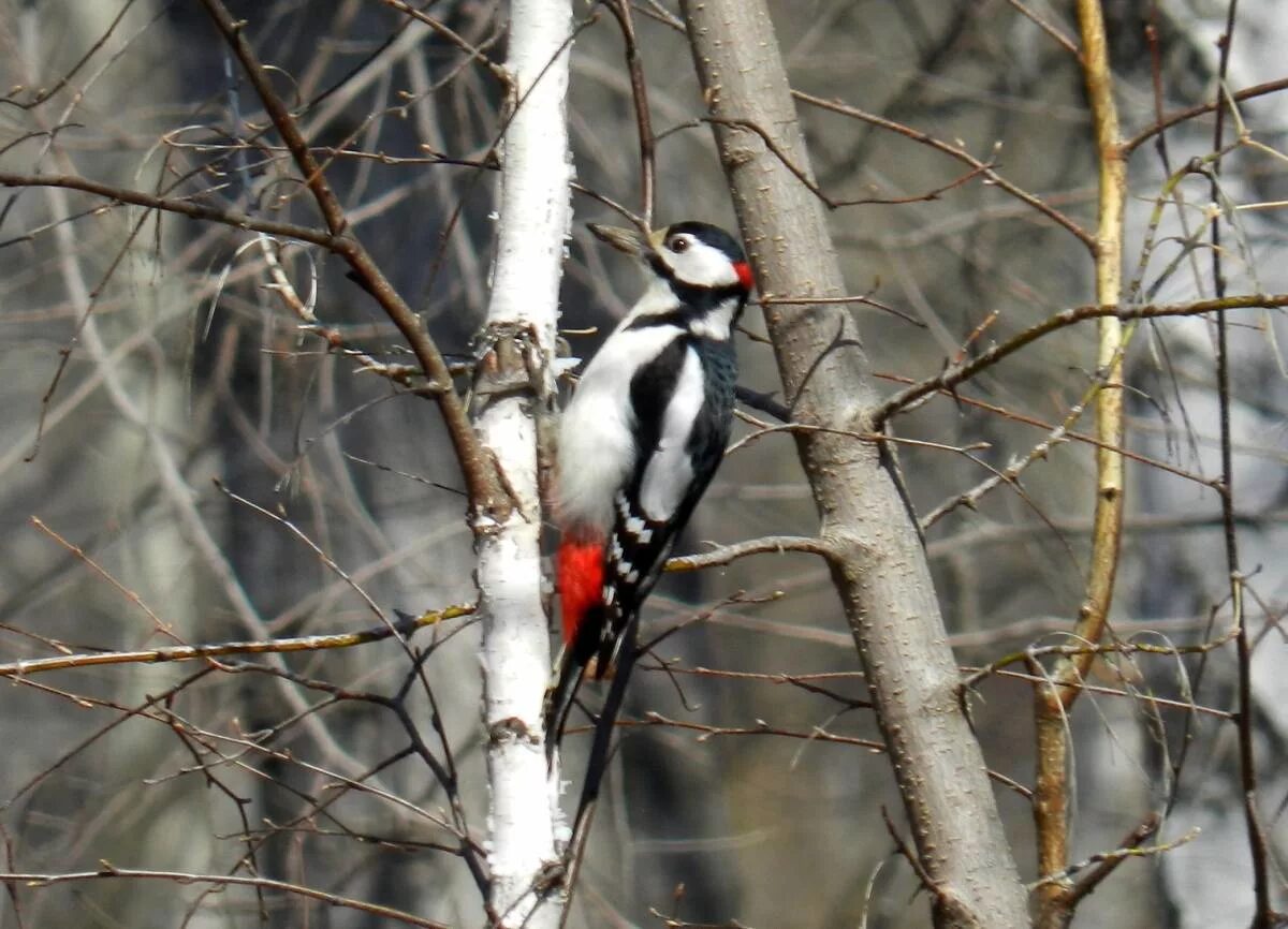 Птицы оренбургской области фото Great Spotted Woodpecker (Dendrocopos major). Birds of Siberia.