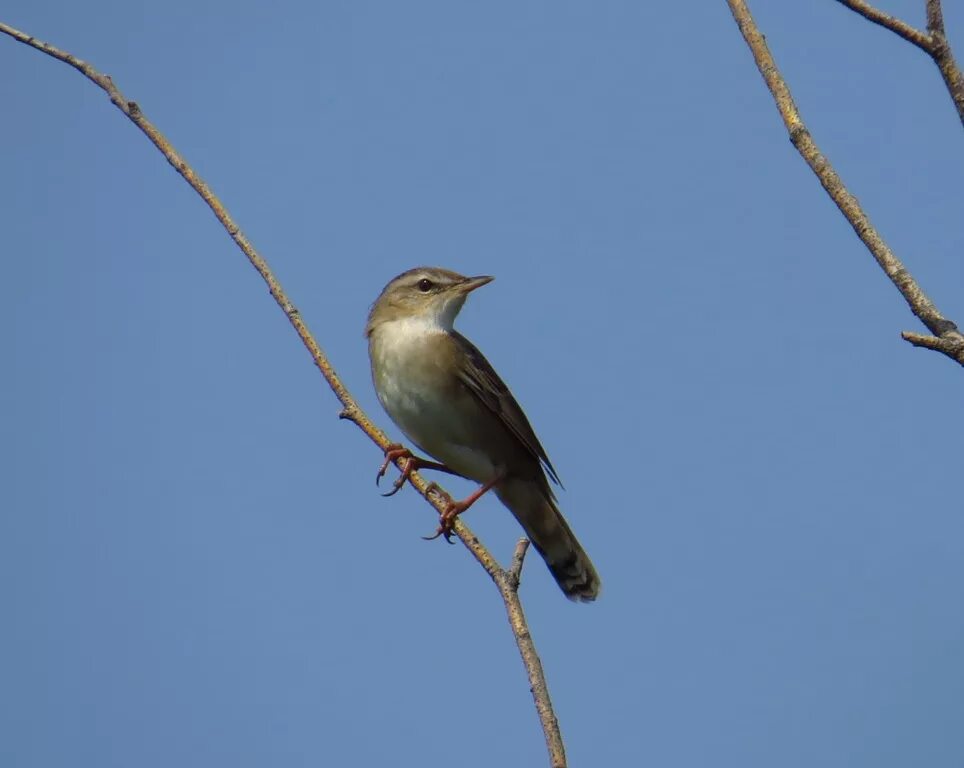 Птицы оренбургской области фото Pallas's Grasshopper Warbler (Locustella certhiola). Birds of Siberia.