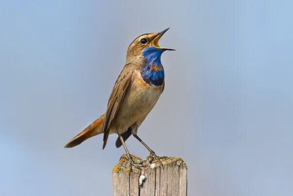 Птицы орловской области фото ВАРАКУША Luscinia svecica Bluethroat - Фотография 25 из 28 ВКонтакте