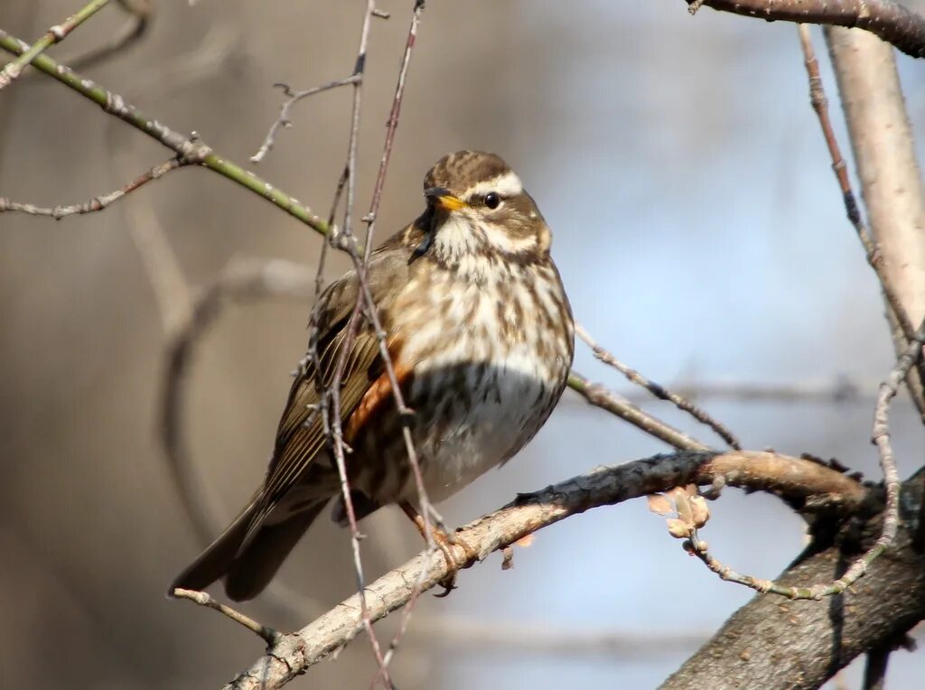 Птицы орловской области фото Redwing (Turdus iliacus). Birds of Siberia.