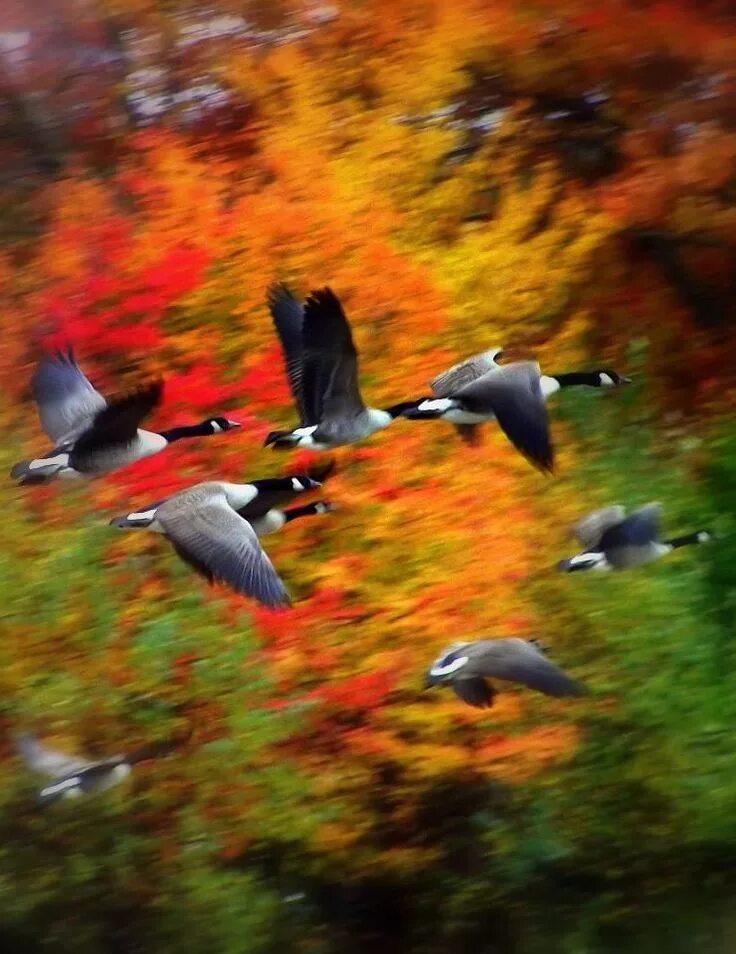 Птицы осенью фото красивые the air is wild with leaves Canadian goose, Autumn trees, Beautiful birds