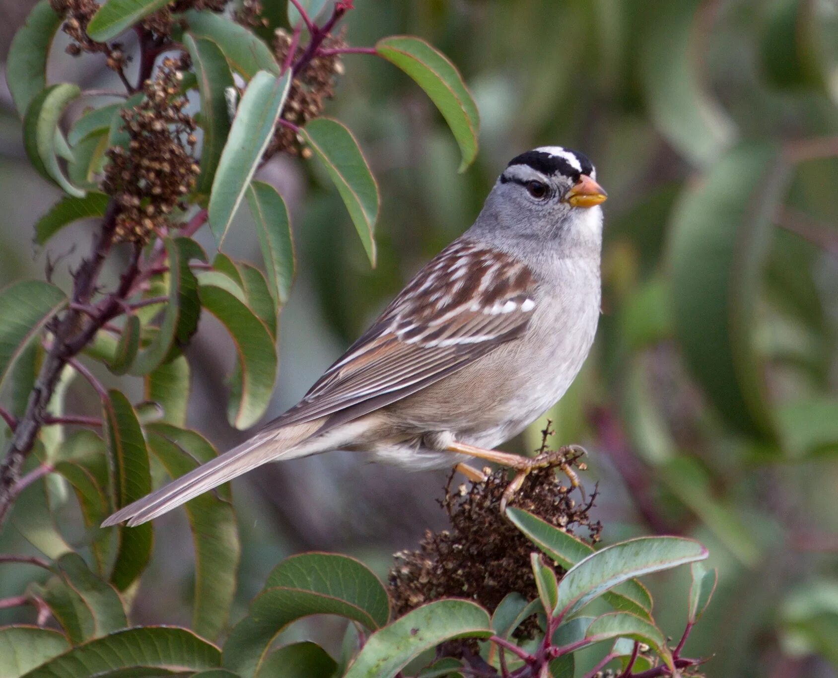 Птицы отряда воробьиных фото с названиями White-crowned Sparrow San Diego Bird Spot