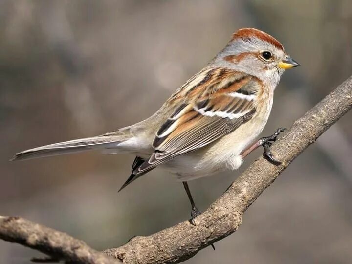 Птицы отряда воробьиных фото с названиями AMERICAN TREE SPARROW Birds, Ornithology, Sparrow