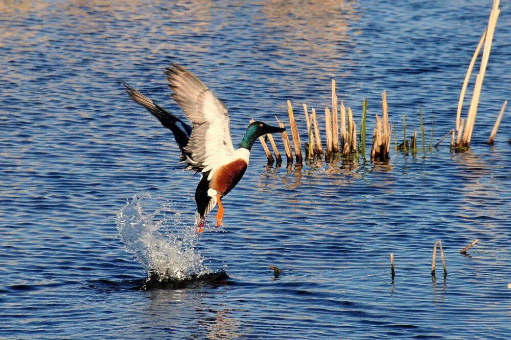 Птицы озер фото Rasikbil Bird Sanctuary - Dooars: Get the Detail of Rasikbil Bird Sanctuary on T