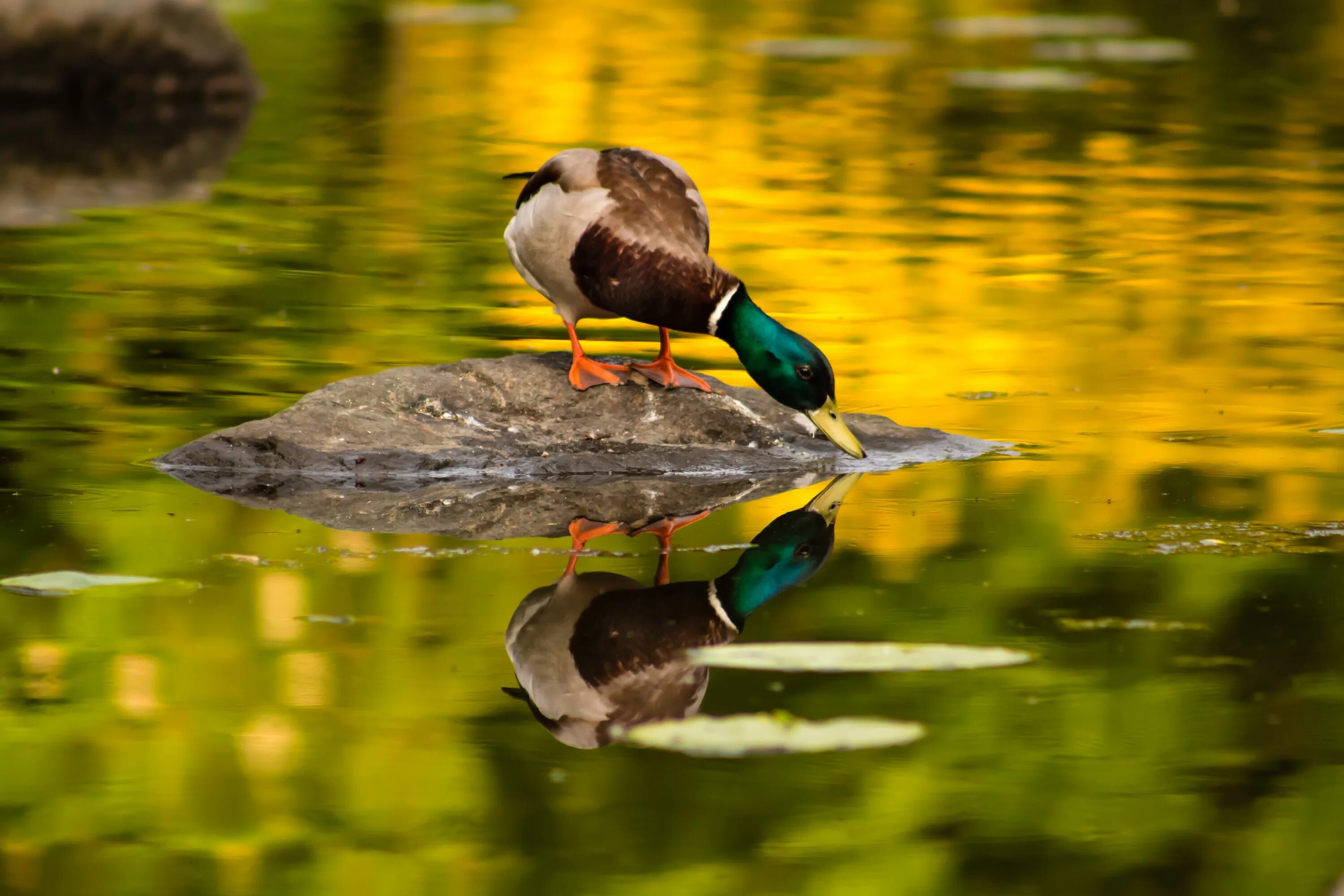 Птицы озер фото Duck Photo Pond free image download