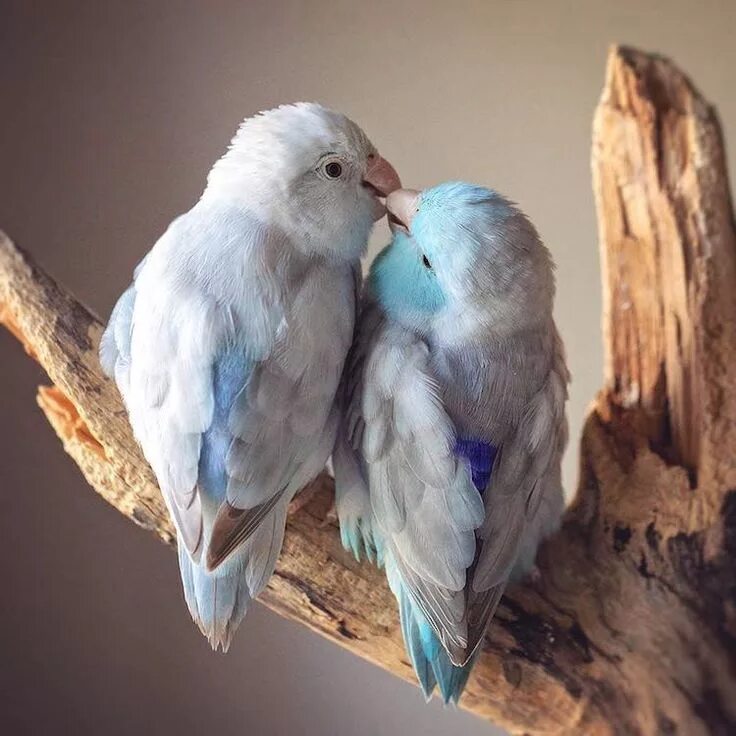 Птицы парами фото Charming Photos Capture the Loving Bond Between Pastel-Colored Parrotlet Birds W