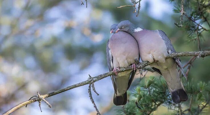 Птицы парами фото LOVE BIRDS Hope is the thing with feathers, Love birds, Animals