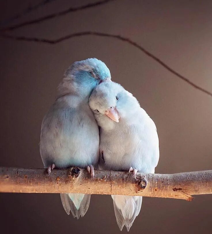 Птицы парами фото Pair of Parrotlets