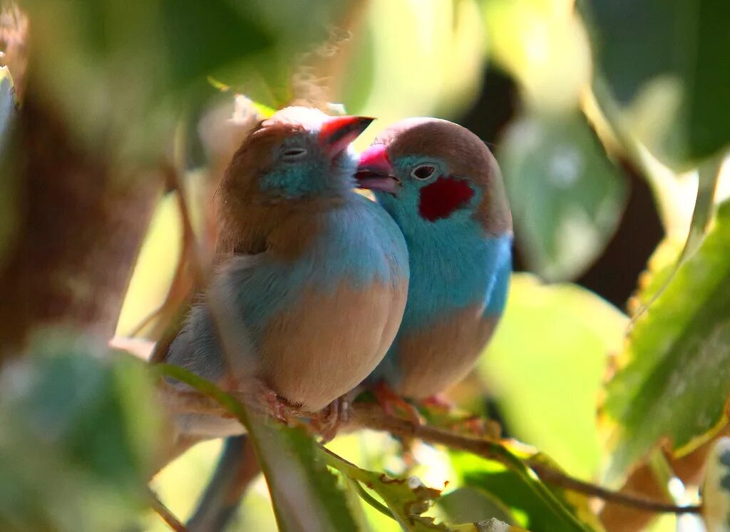 Птицы парами фото Birds in Love :) A pair of red-cheeked cordon bleu's. This. Flickr