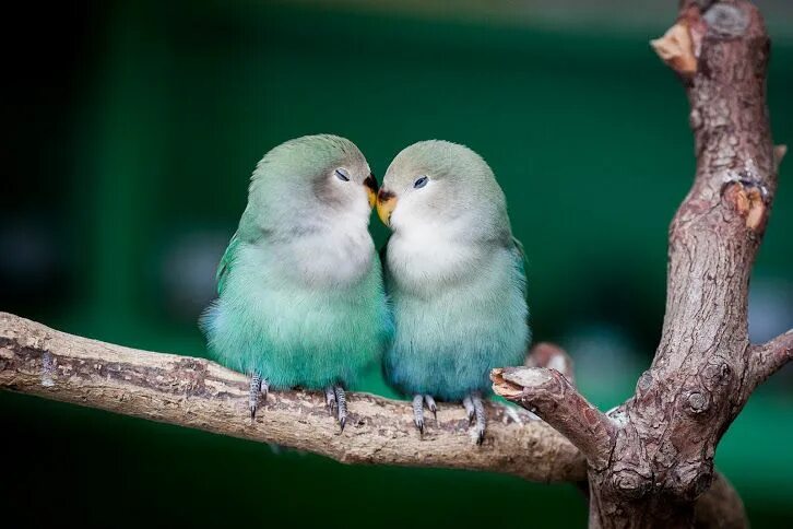 Птицы парами фото Google+ Pet birds, Beautiful birds, Animals