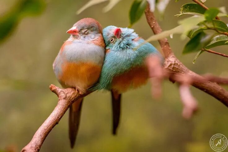 Птицы парами фото Birds in Love by BlackSunRising on DeviantArt Funny birds, Beautiful birds, Pret