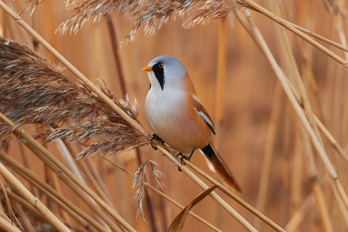 Птицы пензенской области фото Bearded Reedling (Panurus biarmicus) - iNaturalist Canada