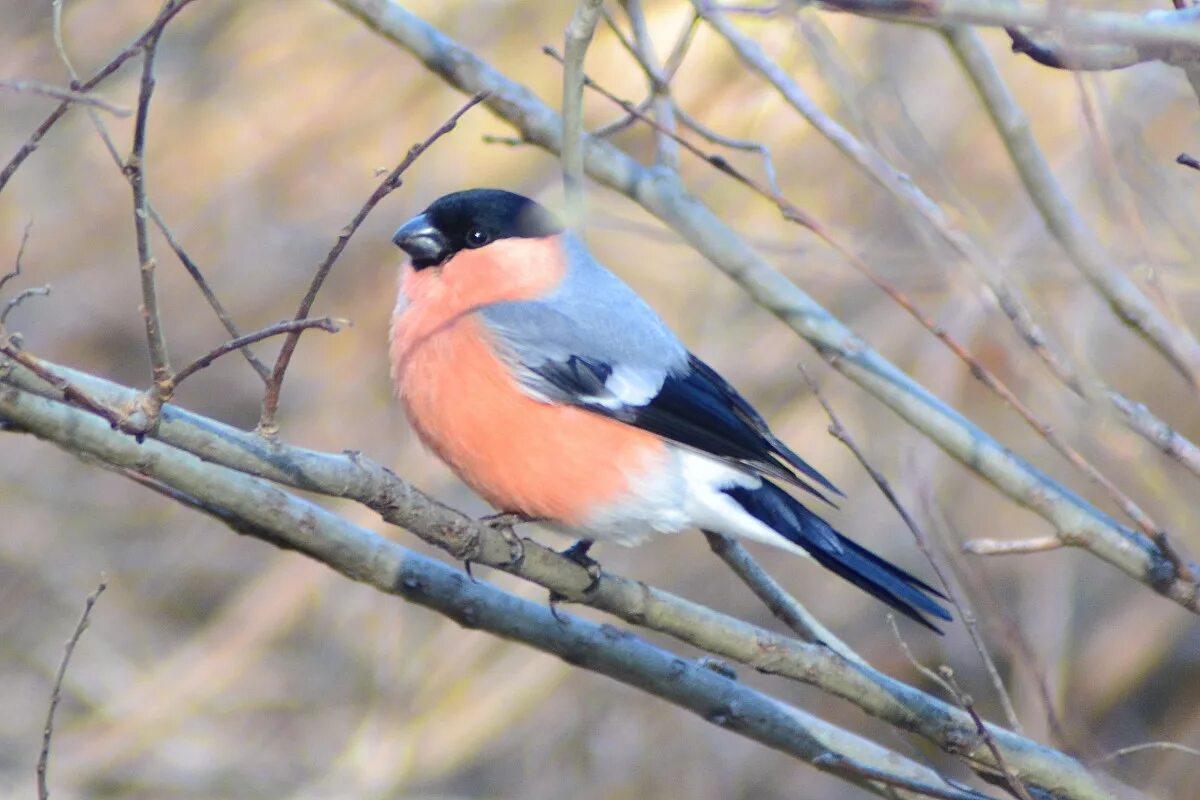 Птицы перми фото с названиями Northern Bullfinch (Pyrrhula pyrrhula). Birds of Siberia.