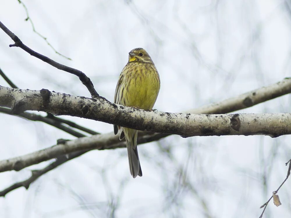 Птицы пермского края фото Yellowhammer (Emberiza citrinella). Birds of Siberia.