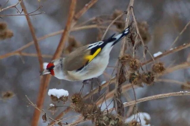 PHOTO: Birds of the Perm Territory - Gorodprizrak