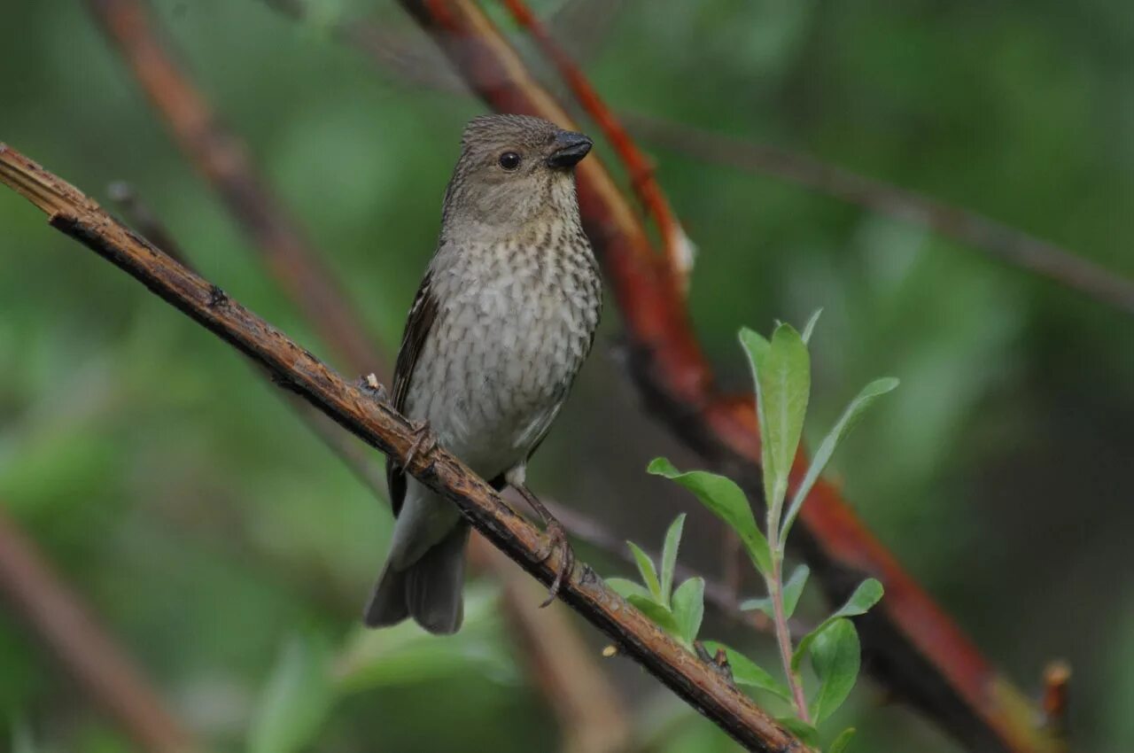 Птицы пермского края описание фото Воробьиные (Passerines) - Моя родина - Магадан