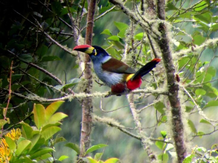 Птицы перу фото Colorful Bird in the Forest