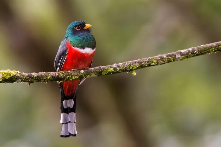 Птицы перу фото 28. Masked Trogon (Trogon personatus) fairly common in humid highland forests in