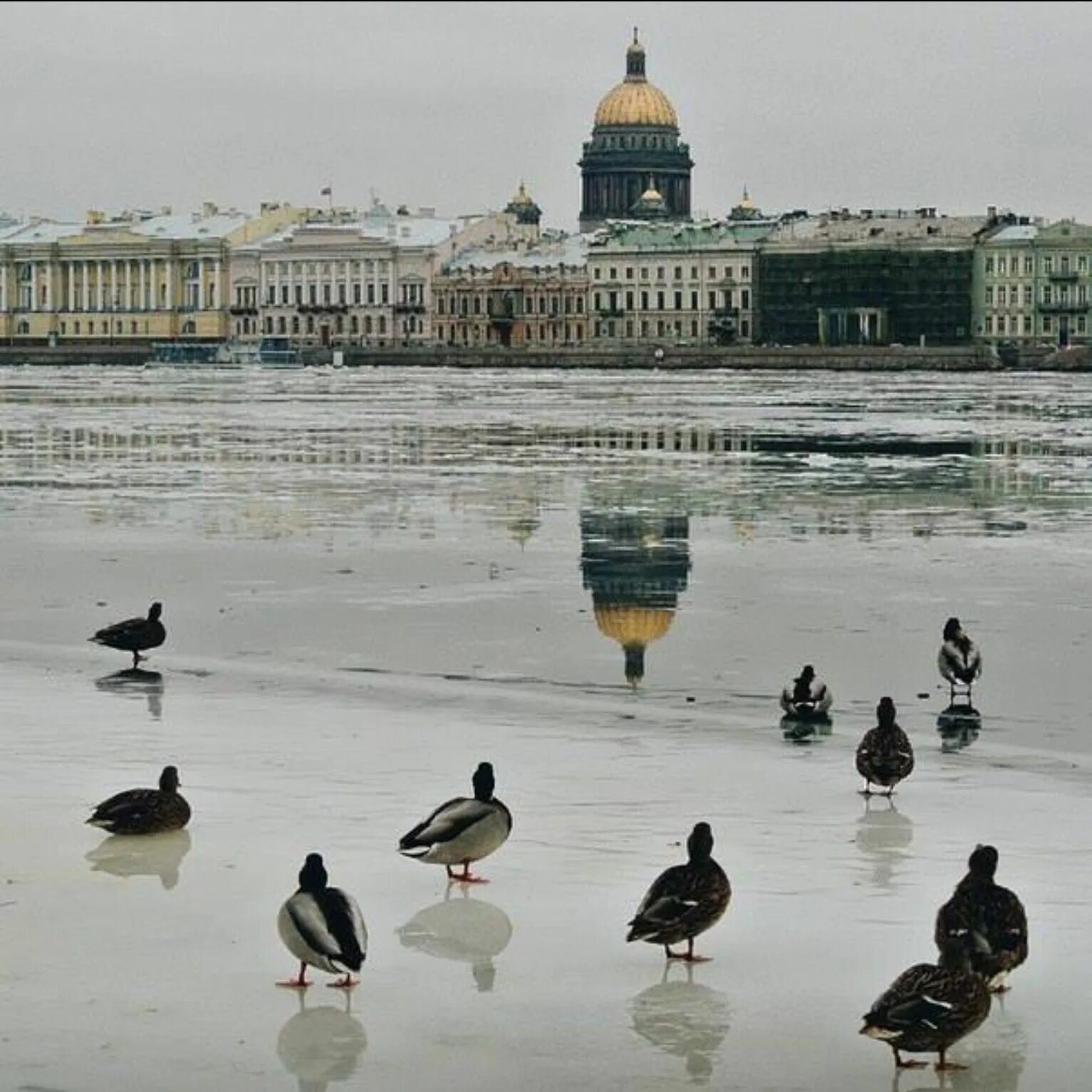 Птицы петербурга фото Доброе утро любимый город Санкт петербург, Путешествия, Россия