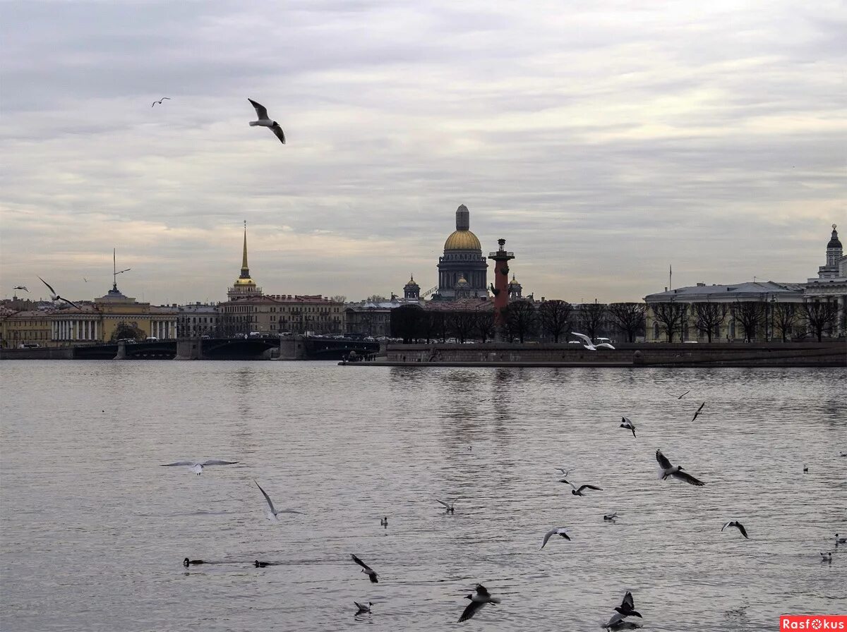 Птицы петербурга фото Фото: Над Невой. Фотолюбитель Александр Сироткин. Город. Фотосайт Расфокус.ру