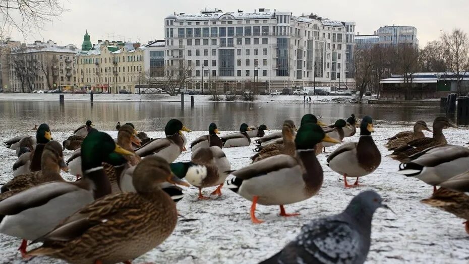 Птицы петербурга фото и названия Петербуржцев попросили не кормить птиц острым и копчёным