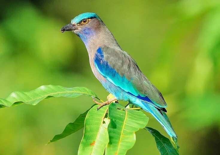 Птицы пхукета фото Birds of Koh Samui, Thailand: Koh Samui Bird-Watching Tips List of birds, Amazon