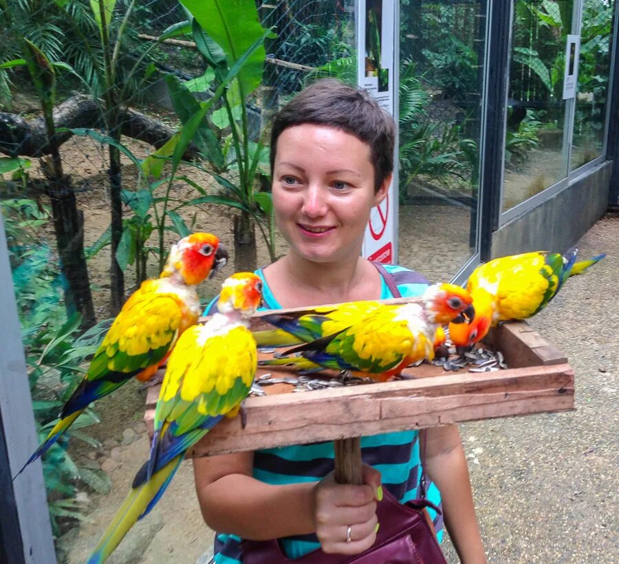 Птицы пхукета фото Новый парк Птиц на Пхукете (Phuket Bird Park) - Звуки Му - LiveJournal