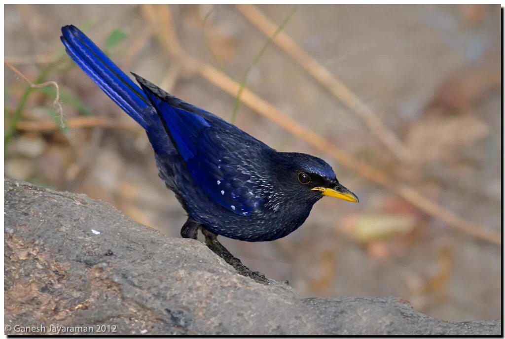 Птицы питера фото и названия Blue Whistling-thrush Flickr