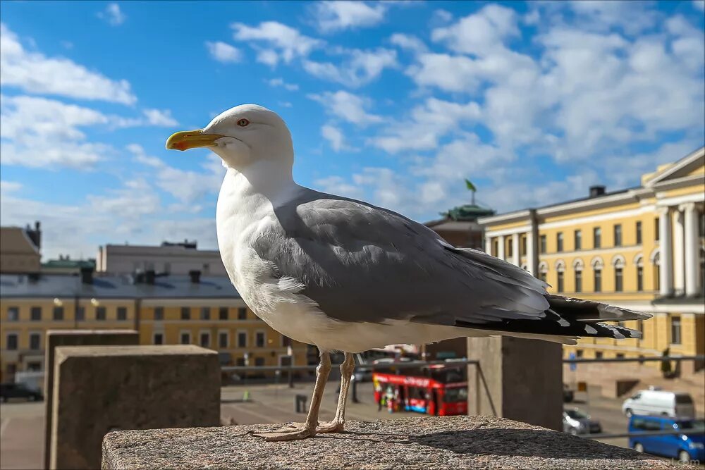 Птицы питера фото и названия Хельсинки, день второй: fotografersha - ЖЖ