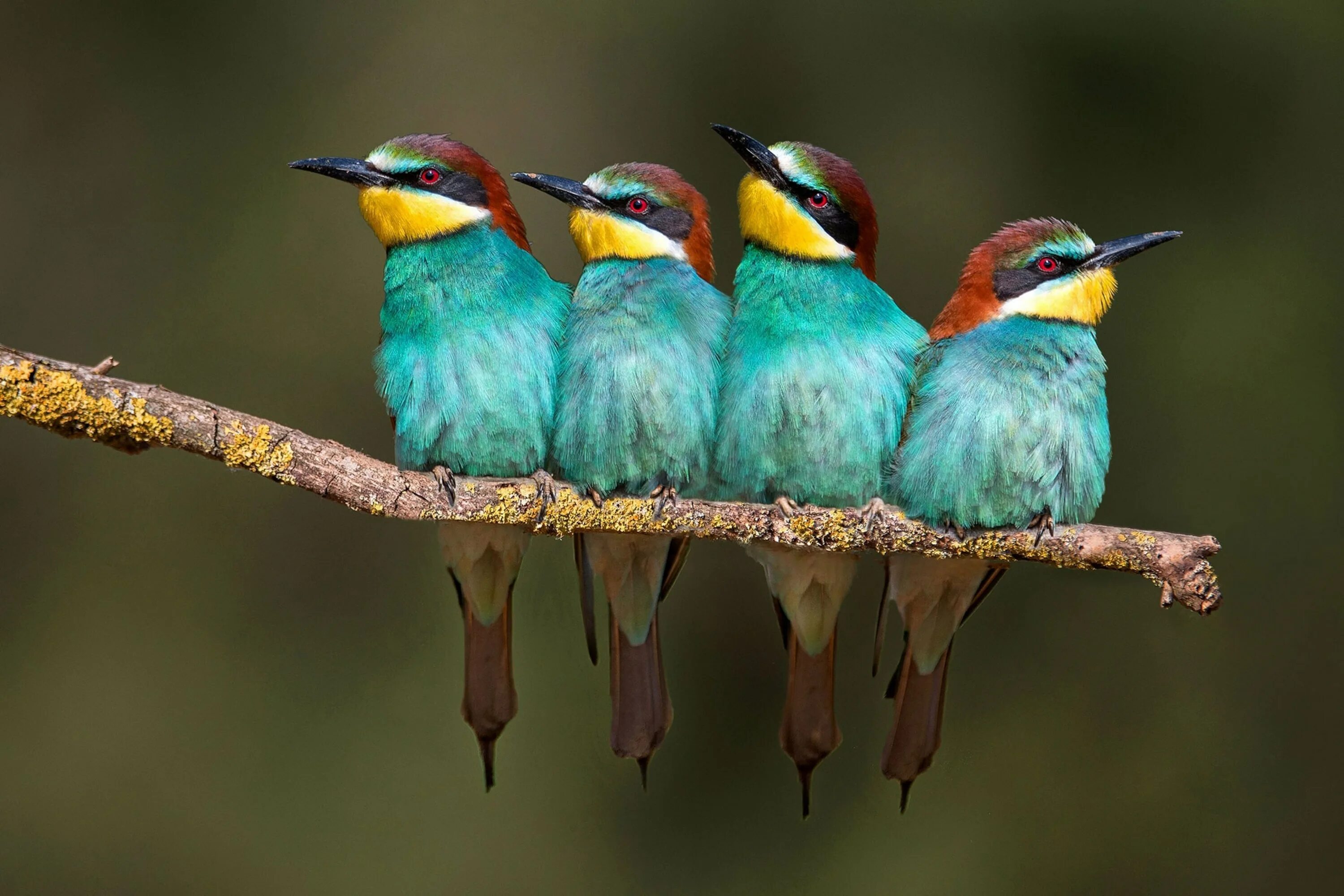 Птицы по фото онлайн бесплатно Animals of the Amazon Discover Their Reflections in a Mirror