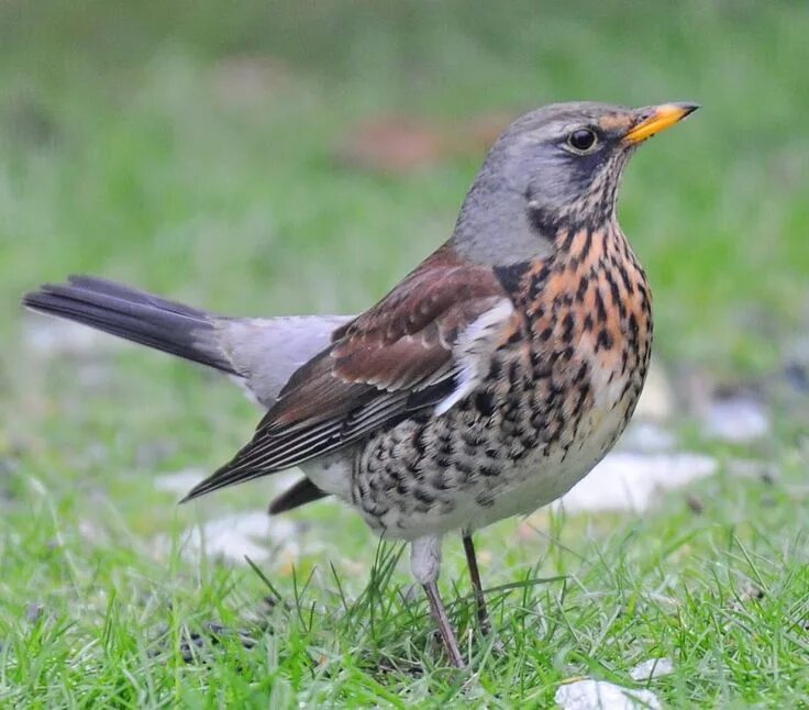 Птицы подмосковья фото большие Fieldfare (Turdus pilaris) Pet birds, Cute birds, Bird pictures