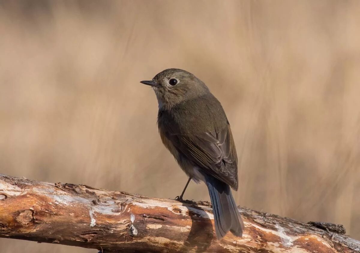 Птицы подмосковья фото с названиями темно коричневая Red-flanked Bluetail (Tarsiger cyanurus). Birds of Siberia.