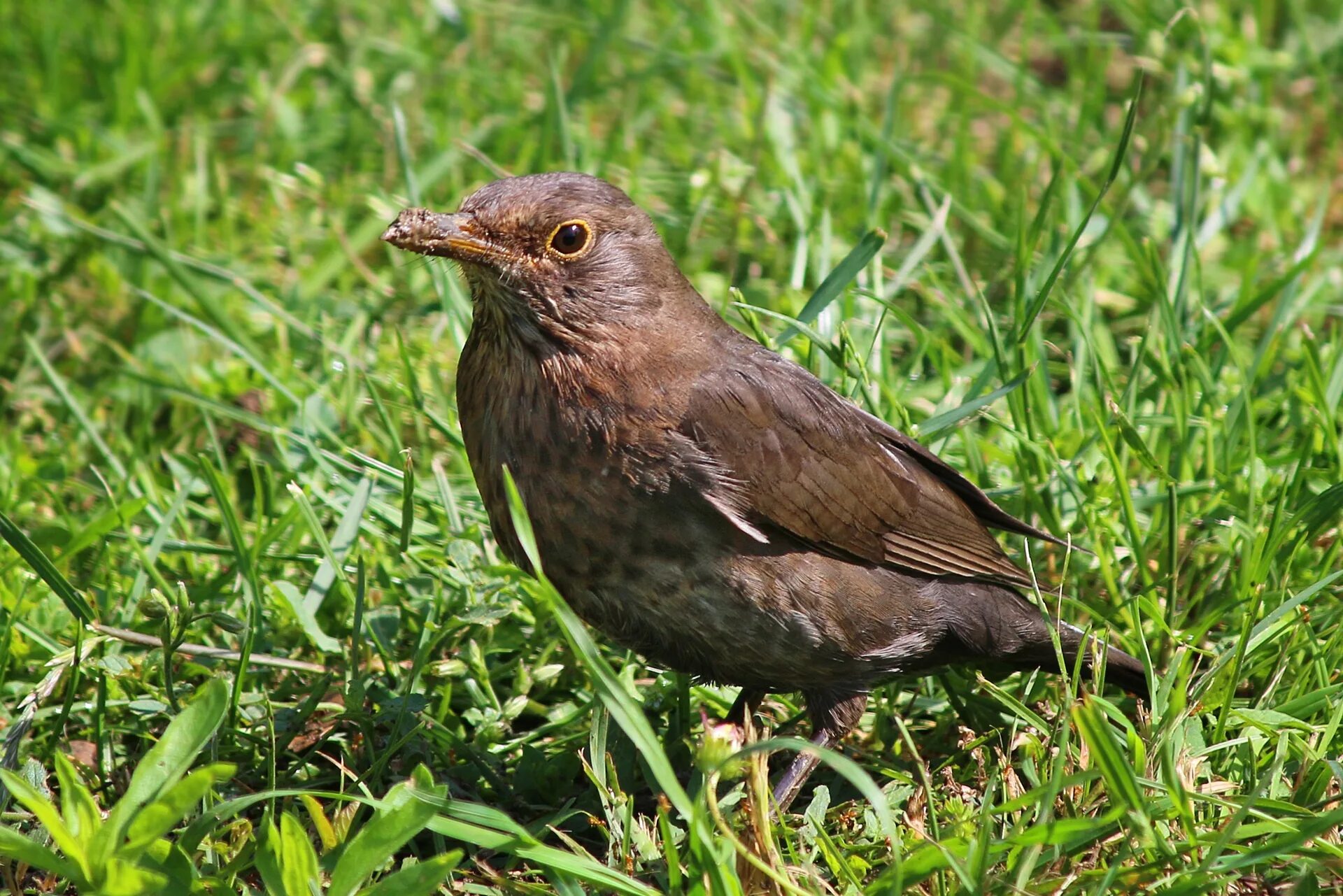 Птицы подмосковья фото с названиями темно коричневая Free Images : nature, grass, plant, lawn, wildlife, spring, green, beak, natural