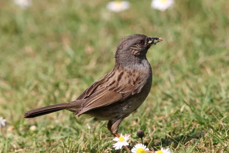 Птицы подмосковья фото с названиями темно коричневая https://www.lovethegarden.com/community/fun-facts/19-common-british-birds-you-ca