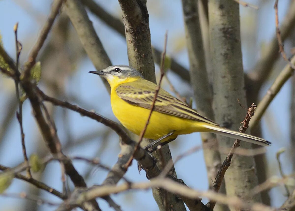 Птицы подмосковья фото желтая Yellow Wagtail (Motacilla flava). Birds of Siberia.