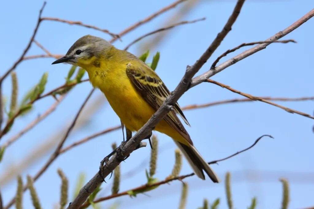 Птицы подмосковья фото желтая Yellow Wagtail (Motacilla flava). Birds of Siberia.