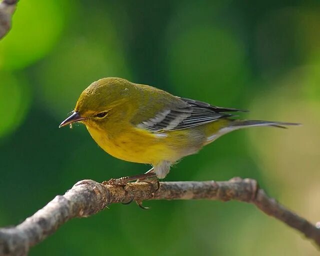 Птицы подмосковья фото желтая Pine Warbler Bird Wildlife - Free photo on Pixabay 朝 鮮 時 代, 李 氏 朝 鮮 時 代, 伝 統 色