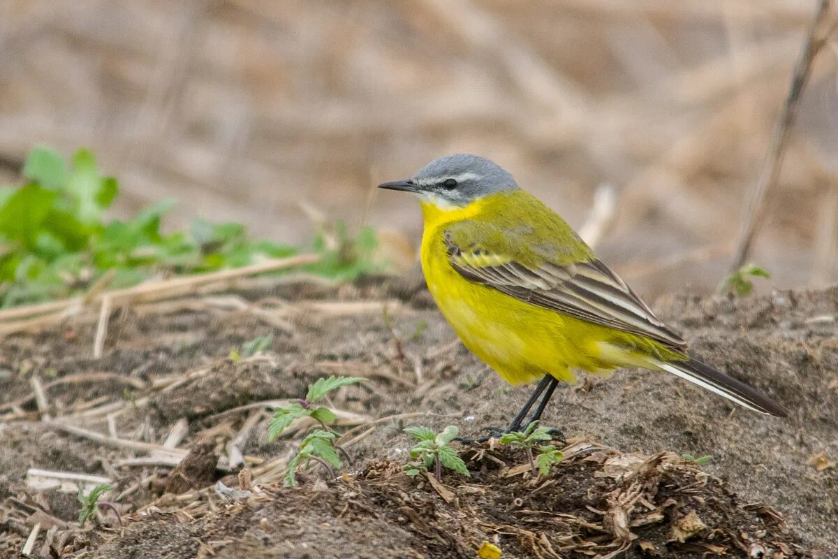 Птицы подмосковья фото желтая Yellow Wagtail (Motacilla flava). Birds of Siberia.