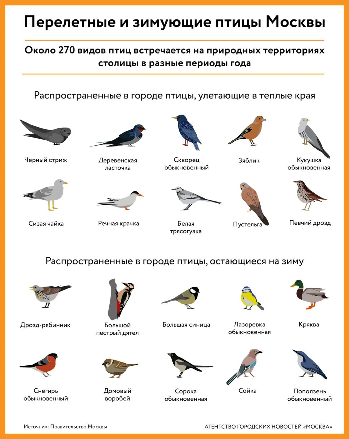 Птицы подмосковья каталог с названиями и фото Перелетные и зимующие птицы Москвы - Агентство городских новостей "Москва" - инф