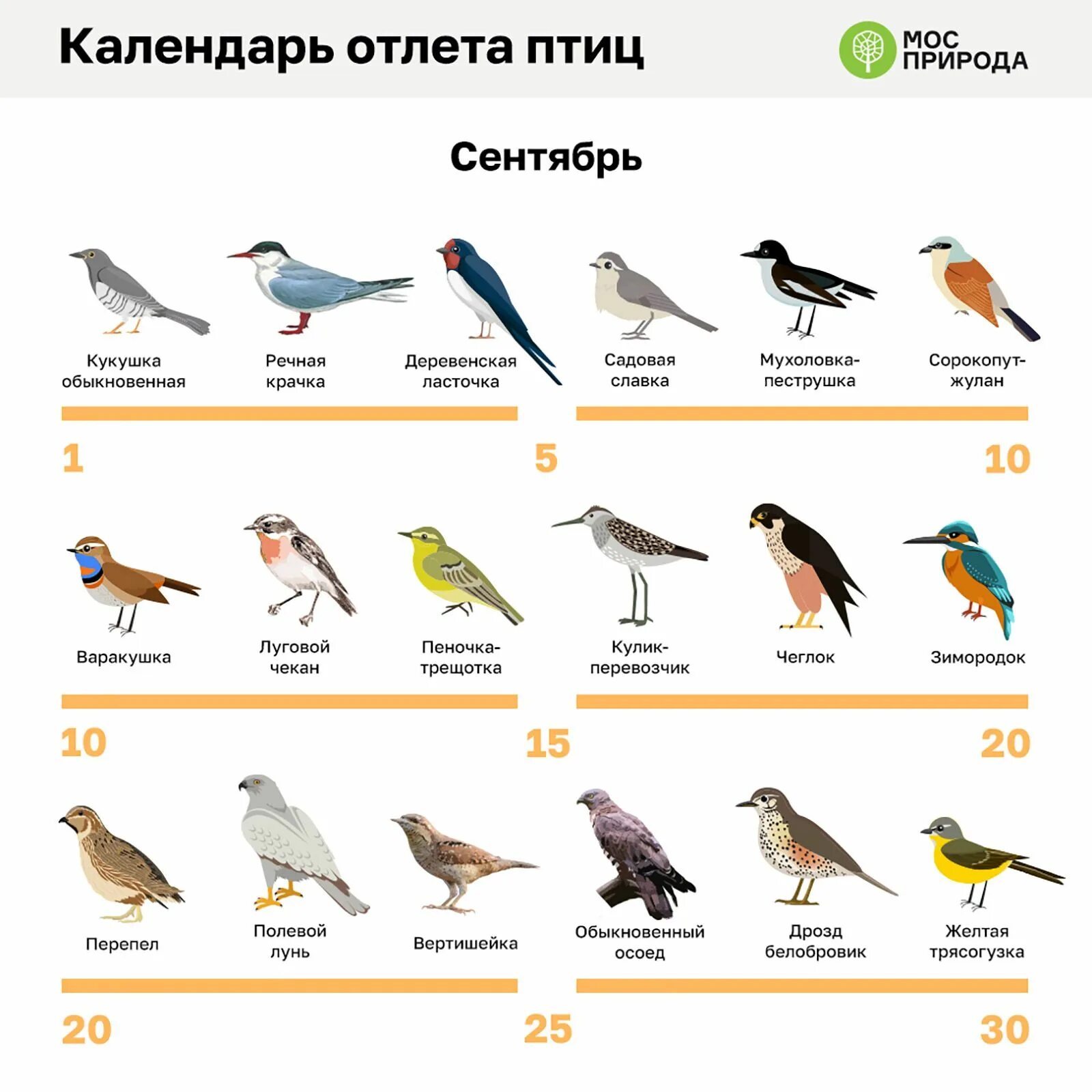 Птицы подмосковья каталог с названиями и фото И снова в путь: первые птицы начали улетать на зимовку / Новости города / Сайт М