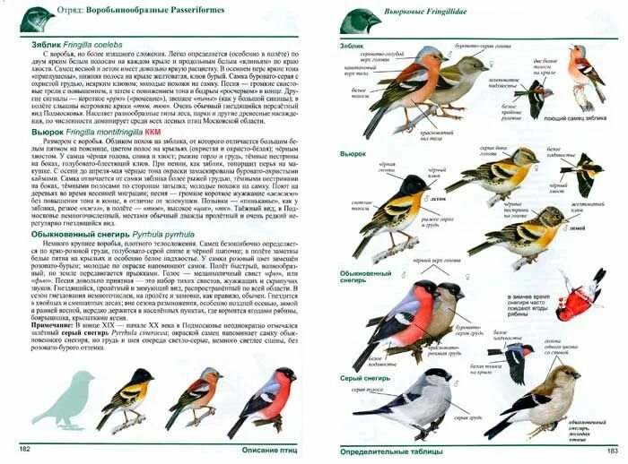 Птицы подмосковья каталог с названиями и фото Образец разворота книги "Полевой определитель птиц Подмосковья" Птицы, Скульптур