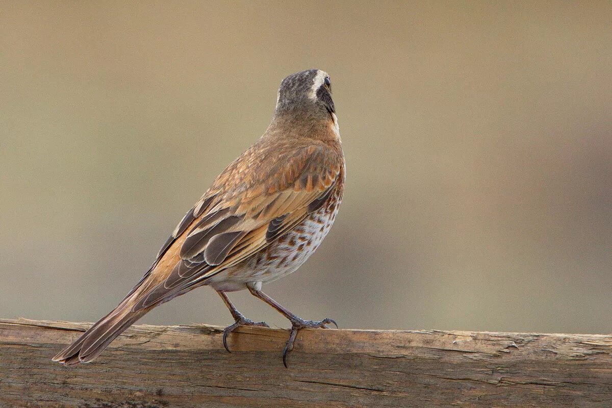 Птицы подмосковья коричневая фото с названиями Бурый дрозд (Turdus eunomus). Птицы Сибири.