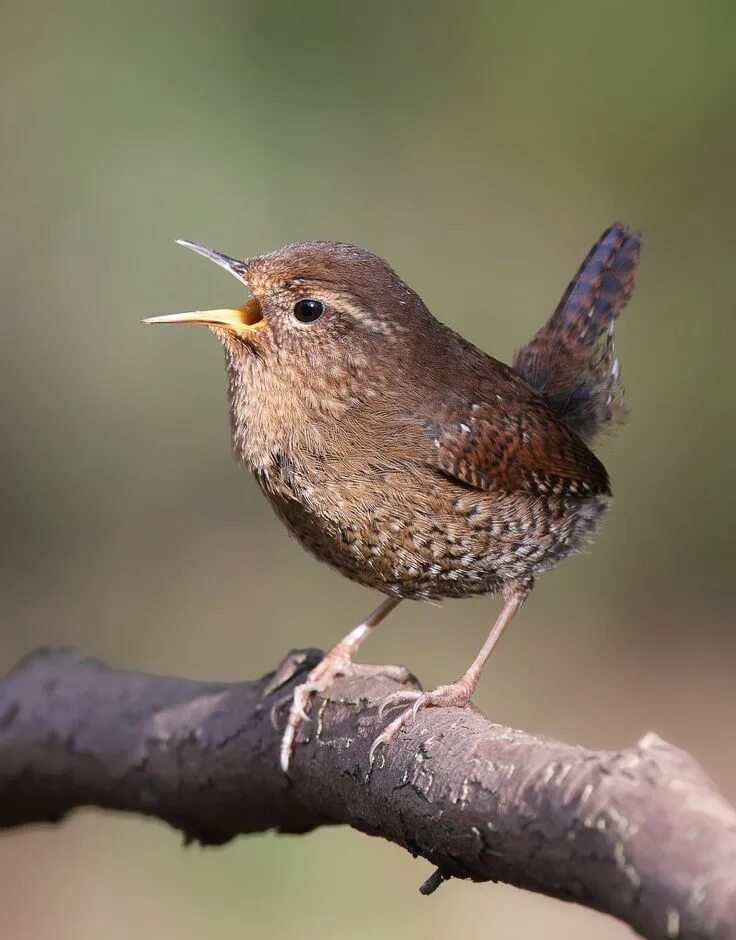 Птицы подмосковья коричневая фото с названиями Pacific Wren Pet birds, Colorful birds, Wild birds