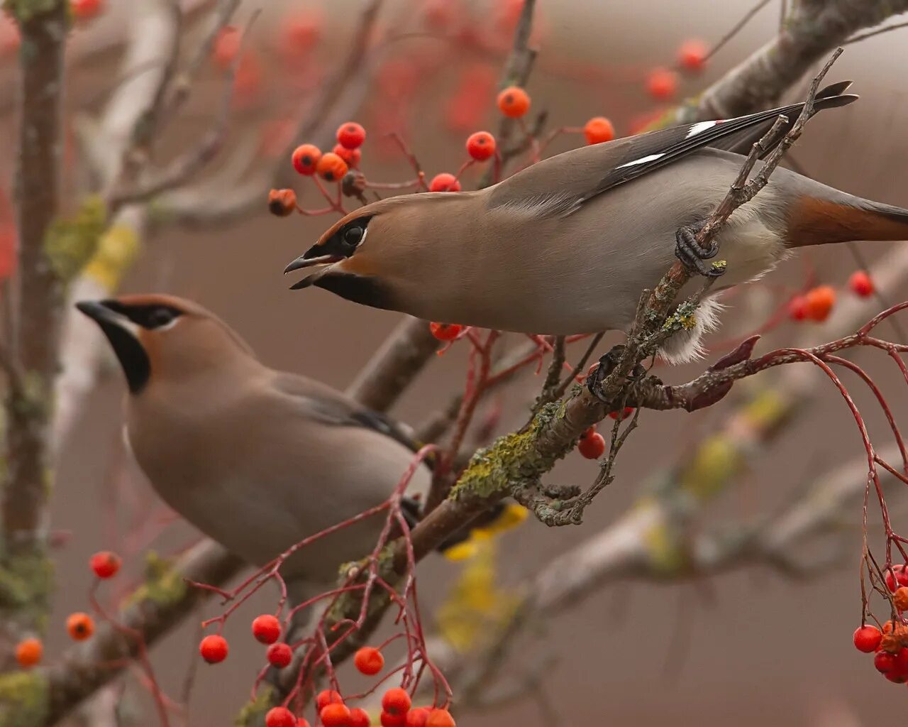 Птицы подмосковья осенью фото Download wallpaper autumn, birds, branches, berries, two, pair, a couple, Duo, s