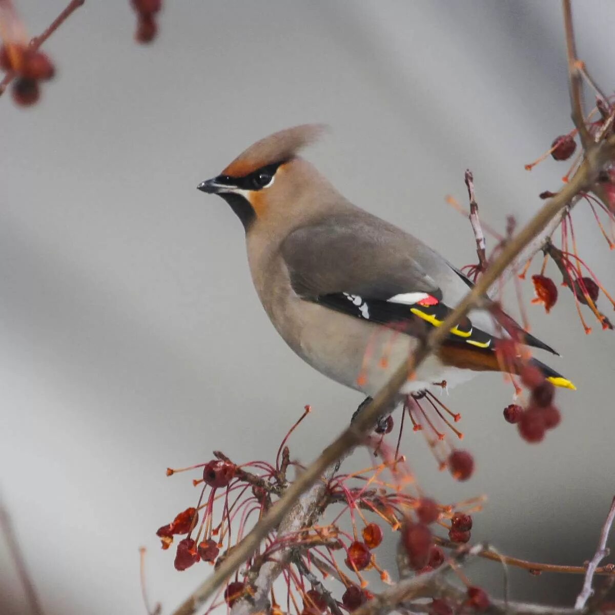 Птицы подмосковья осенью фото с названиями Bohemian Waxwing (Bombycilla garrulus). Birds of Siberia.